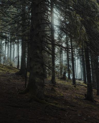 Test Image
